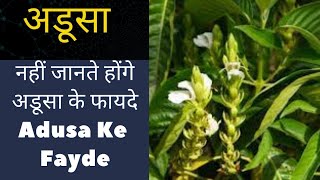 अडूसा के फायदे उपयोग और नुकसान – Vasaka Adusa Malabar Nut Benefits and Side Effects in Hindi [upl. by Monjan]