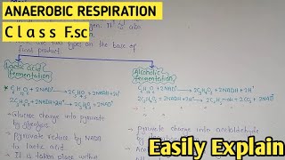 Mechanisms Of Anaerobic Respiration  Lactic Acid And Alcoholic Fermentation  Class 11 Biology [upl. by Tore]