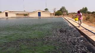 Pisciculture  Nourrissage de Clarias  piscicole  African Catfish feeding  Fish Farming [upl. by Jenks436]