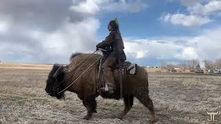 Mounted Archery On A Buffalo [upl. by Eitten]