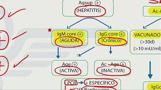 Hepatitis  Mapa mental  Dr Jaime Torres [upl. by Wivestad881]