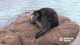 Sea otter gives birth outside the Aquarium [upl. by Ceil28]