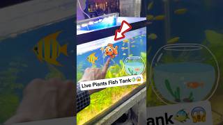 Live Plants Fish Aquarium 🐠😍 oscarfish fish machhali fishvideo fishaquarium [upl. by Kirtley653]