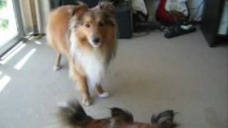 Sheltie Talk  Hear Our Shetland Sheepdogs Sing [upl. by Esir]