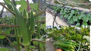 How to grow ladies finger easily on terrace garden [upl. by Aratihc]