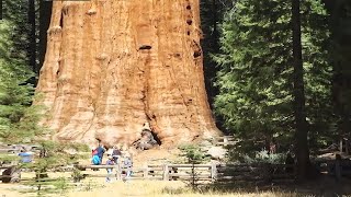 Largest Tree On Earth Giant Sequoia Towering Tales of Earths Majestic Giants  30 Facts [upl. by Fesuoy732]