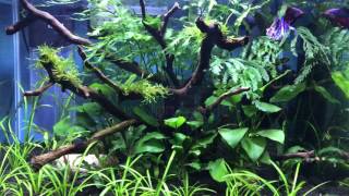 Dennerle 50l Scapers Tank  Betta Splendens [upl. by Winou315]