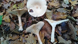 Kasna ulegnica Martinčica Infundibulicybe Clitocybe geotropa [upl. by Prober62]