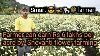 Farmer can earn 6 lakh per acre by shevanti flower farming  floriculture in india  indias farming [upl. by Eisej]