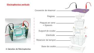 ELECTROPHORESE 3 [upl. by Ettevol]