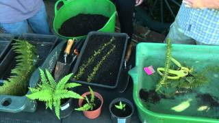 Driftwood Garden  Fern Propagation  Latest Homes Live [upl. by Mickey]