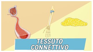 Tessuto Connettivo  Pillole di Scienza [upl. by Anifur560]