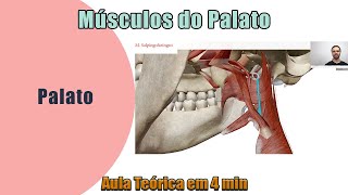 Músculos do Palato  Teórica  Anatomia Humana [upl. by Winwaloe]