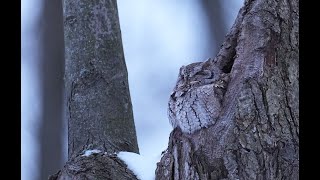 Eastern screechowl calling its mate and responding call backs [upl. by Alicea]