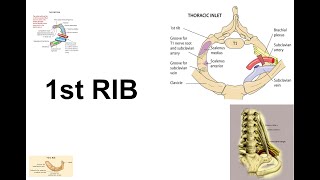 First rib  identification and side determination  Scalene Muscles of the Neck  BD Chaurasia Book [upl. by Sander]