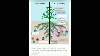 Arbuscular Mycorrhizal fungi AM FUNGI [upl. by Lledyl]