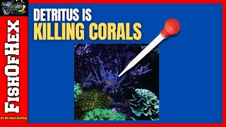 Stop Detritus From Kill Your Coral Colonies [upl. by Lorenzo421]