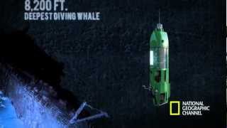 James Cameron Dives to Deepest Part of the Ocean Inside the Mariana Trench [upl. by Akenit]