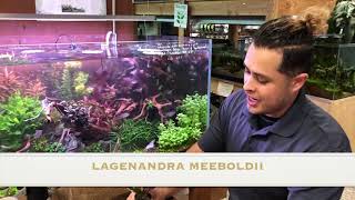 Aquarium Plants 101  Lagenandra Meeboldii ‘Red’ [upl. by Alliber447]