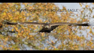 Hunting With The Bonellis Eagle  The Colonel [upl. by Ahmed]