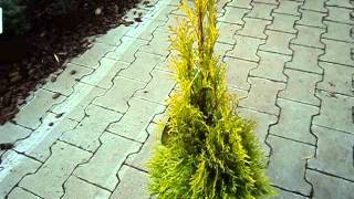 Thuja occidentalis Golden Smaragd [upl. by Nnahgem]