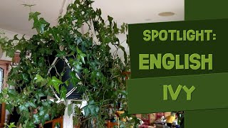 Hedera Helix ‘English Ivy’ Spotlight Care Guide amp Tips [upl. by Elson]