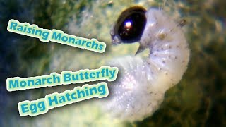 Raising Monarchs  Monarch Butterfly Egg Hatching [upl. by Allie]