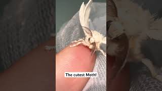 Silkworm moth Bombyx Mori silkmoth bombyxmori moths [upl. by Aalst]