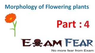 Biology Morphology of Flowering Plants part 4 Root parts CBSE class 11 XI [upl. by Barbey]