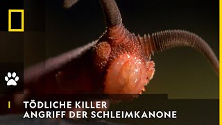 TÖDLICHE KILLER  Angriff der Schleimkanone  National Geographic [upl. by Buehler]