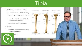 Tibia The Three Surfaces – Anatomy  Lecturio [upl. by Thomson]