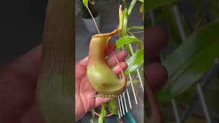 Insect eating pitcher plant Nepenhtes Ventrata pitcherplant [upl. by Annawahs433]