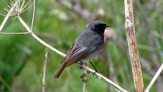 Black Redstart Phoenicurus ochruros Καρβουνιάρης  Cyprus [upl. by Iormina]