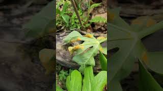 Mayapple rust Allodus Puccinia podophylli [upl. by Lenoj]