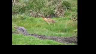 Bittern Video  Botaurus poiciloptilus — Australasian Bittern [upl. by Bouzoun806]