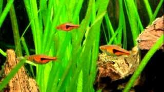 RASBORA ESPEI  Trigonostigma Espei [upl. by Sergio]