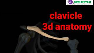 Clavicle anatomy 3d muscles and ligaments attachment [upl. by Ahsoj]