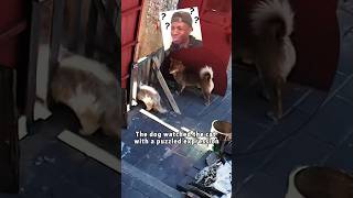 Hilarious Moment with Cat and dog animals cat dog funny [upl. by Wildermuth137]