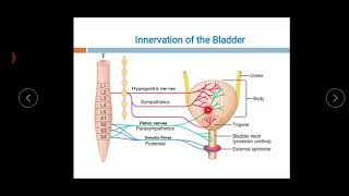 Physiology of Micturition [upl. by Brinna]