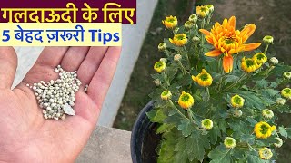 गुलदाउदी के लिए बेस्ट पोटिंग मिक्स कैसे बनाये  Best Soil Mix for Guldaudi aka Chrysanthemums [upl. by Jeffy]