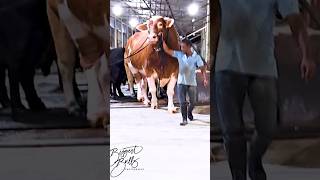 Gigantic red Holstein Friesian bull exhibits his power while exiting the barn at Brownies Ranch [upl. by Atok]