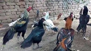 Big Rooster Breeds  Aseel or Asil Chicken amp Roosters [upl. by Nirro]