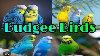 My New Budgies  Budgee Birds [upl. by Einahteb858]