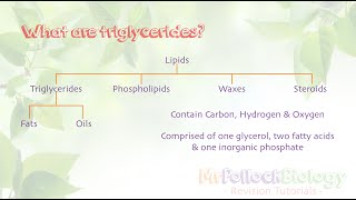 Biochemistry Triglycerides [upl. by Rolyks]