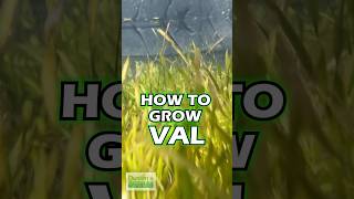 How To Grow Vallisneria  Aquarium Plant For Sale [upl. by Ford71]