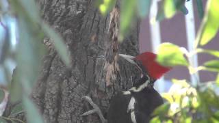 pajaro loco en la vida real [upl. by Ennaylloh]