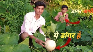 Gav me sabhi prakar ki shabji 🍈🌶️food 🥝 ugate he kaise [upl. by Tamsky]