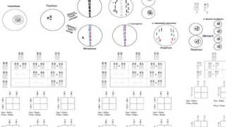 Basic Genetics Part 1 [upl. by Padriac]