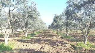 zeytin bordo bulamacı uygulaması ve bakım [upl. by Gariepy]