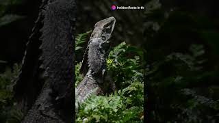 The Frillnecked lizard animals animallover animalfacts wildlife shorts short wildanimalfacts [upl. by Octave]